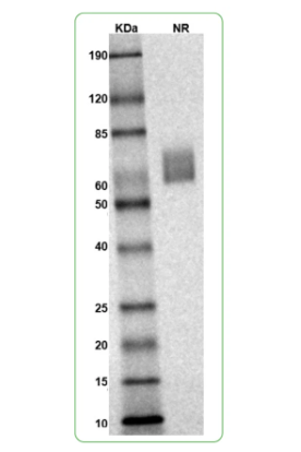 MW: Molecular Weight marker reduced condition
NR: TIGIT dimer under non-reduced condition